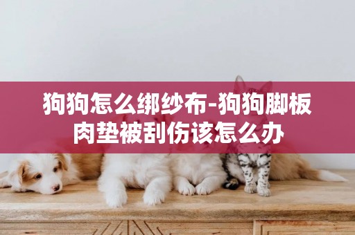 狗狗怎么綁紗布-狗狗腳板肉墊被刮傷該怎么辦