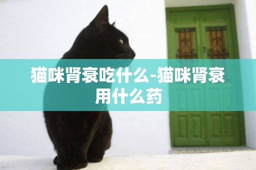 貓咪腎衰吃什么-貓咪腎衰用什么藥