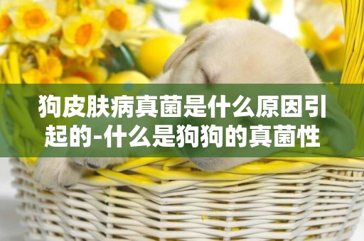狗皮膚病真菌是什么原因引起的-什么是狗狗的真菌性皮膚病