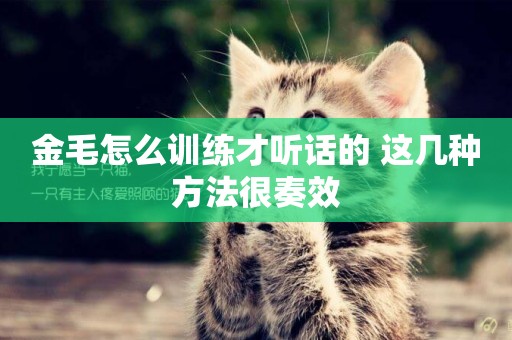 金毛怎么訓練才聽話的 這幾種方法很奏效