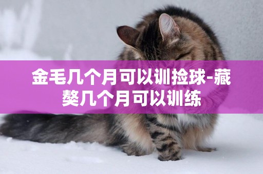 金毛幾個月可以訓撿球-藏獒幾個月可以訓練