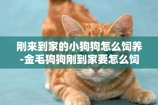 剛來到家的小狗狗怎么飼養-金毛狗狗剛到家要怎么飼養