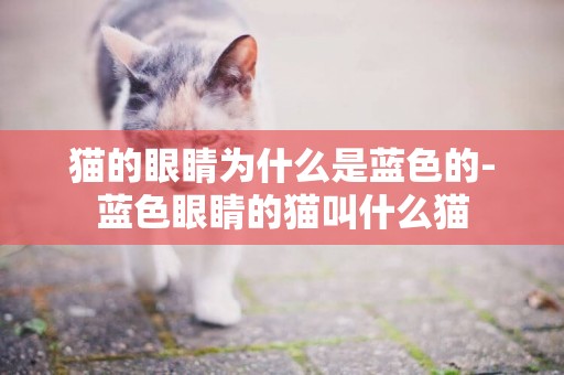 貓的眼睛為什么是藍色的-藍色眼睛的貓叫什么貓