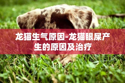 龍貓生氣原因-龍貓眼屎產生的原因及治療