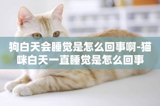 狗白天會睡覺是怎么回事啊-貓咪白天一直睡覺是怎么回事