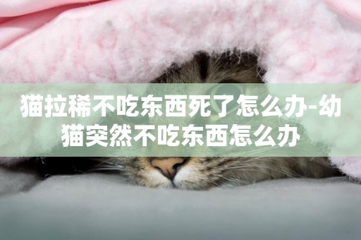貓拉稀不吃東西死了怎么辦-幼貓突然不吃東西怎么辦