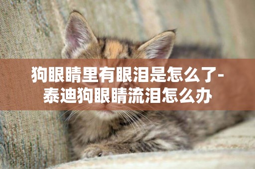 狗眼睛里有眼淚是怎么了-泰迪狗眼睛流淚怎么辦