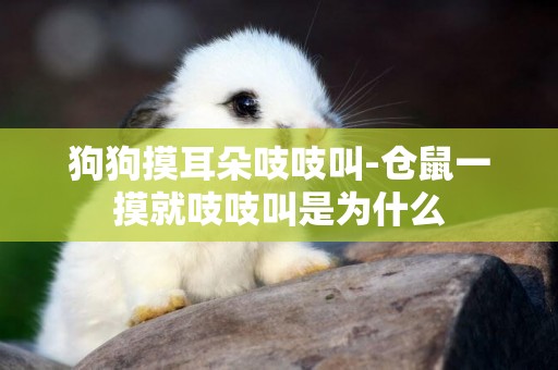 狗狗摸耳朵吱吱叫-倉鼠一摸就吱吱叫是為什么