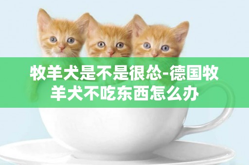 牧羊犬是不是很慫-德國牧羊犬不吃東西怎么辦