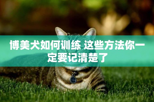 博美犬如何訓練 這些方法你一定要記清楚了
