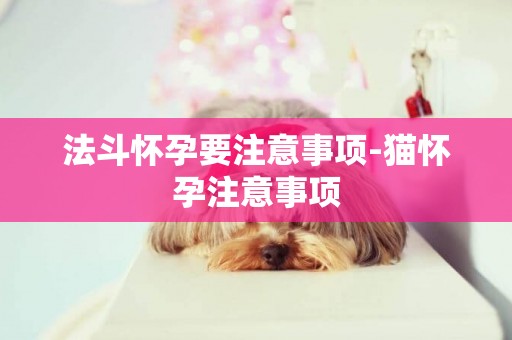 法斗懷孕要注意事項-貓懷孕注意事項