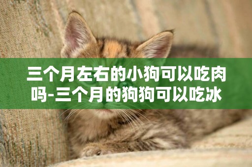 三個月左右的小狗可以吃肉嗎-三個月的狗狗可以吃冰棍嗎