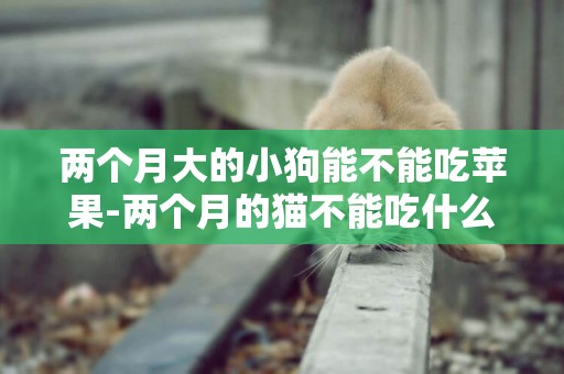 兩個月大的小狗能不能吃蘋果-兩個月的貓不能吃什么水果