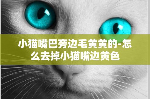 小貓嘴巴旁邊毛黃黃的-怎么去掉小貓嘴邊黃色