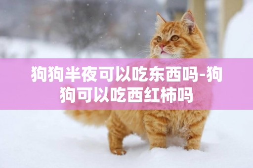 狗狗半夜可以吃東西嗎-狗狗可以吃西紅柿嗎