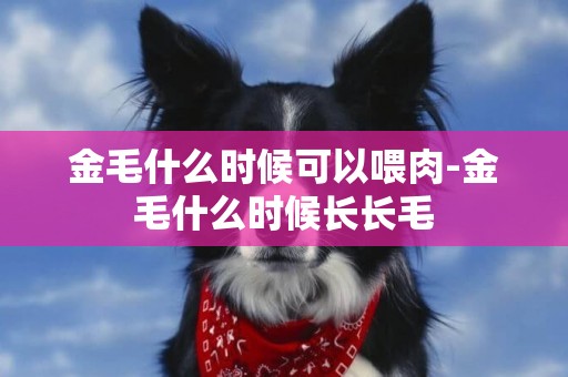 金毛什么時候可以喂肉-金毛什么時候長長毛