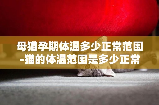 母貓孕期體溫多少正常范圍-貓的體溫范圍是多少正常嗎
