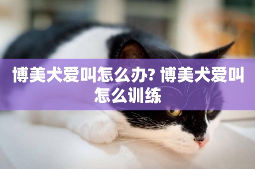 博美犬愛叫怎么辦? 博美犬愛叫怎么訓練