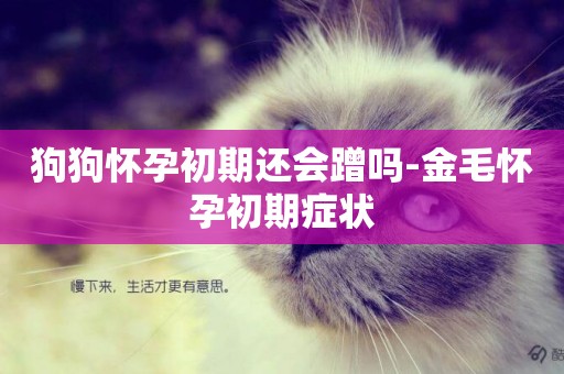 狗狗懷孕初期還會蹭嗎-金毛懷孕初期癥狀