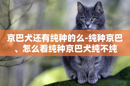 京巴犬還有純種的么-純種京巴、怎么看純種京巴犬純不純