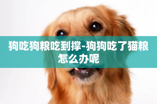 狗吃狗糧吃到撐-狗狗吃了貓糧怎么辦呢