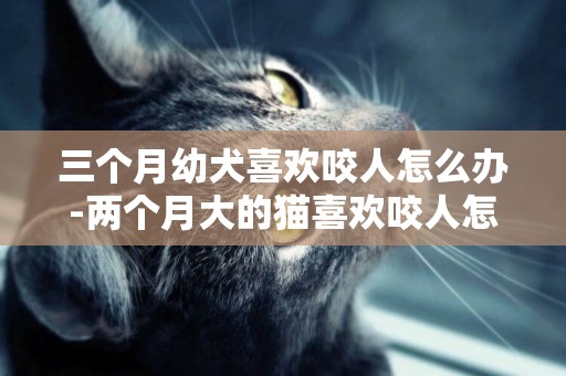 三個月幼犬喜歡咬人怎么辦-兩個月大的貓喜歡咬人怎么辦