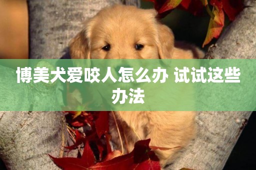 博美犬愛咬人怎么辦 試試這些辦法