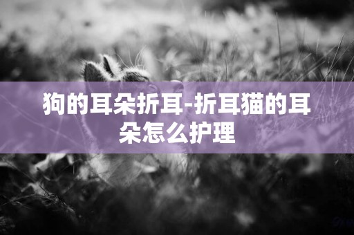 狗的耳朵折耳-折耳貓的耳朵怎么護理