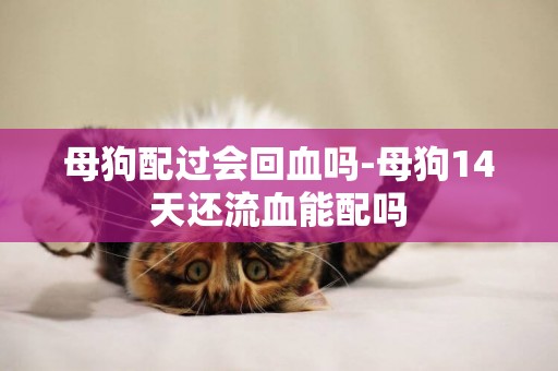 母狗配過會回血嗎-母狗14天還流血能配嗎