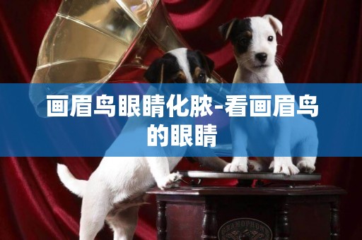 畫眉鳥眼睛化膿-看畫眉鳥的眼睛