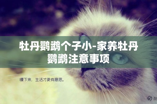 牡丹鸚鵡個子小-家養牡丹鸚鵡注意事項