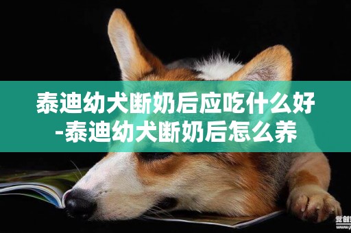 泰迪幼犬斷奶后應吃什么好-泰迪幼犬斷奶后怎么養