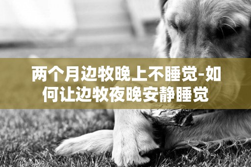 兩個月邊牧晚上不睡覺-如何讓邊牧夜晚安靜睡覺