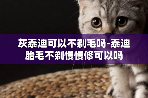 灰泰迪可以不剃毛嗎-泰迪胎毛不剃慢慢修可以嗎
