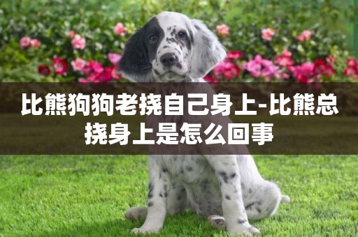 比熊狗狗老撓自己身上-比熊總撓身上是怎么回事