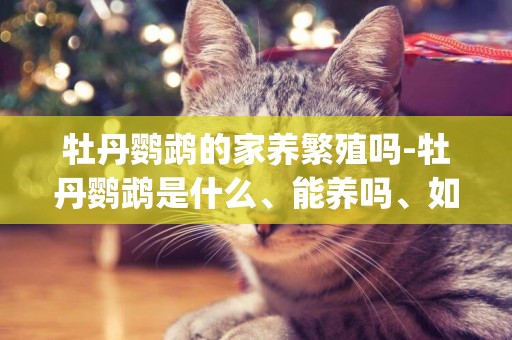 牡丹鸚鵡的家養繁殖嗎-牡丹鸚鵡是什么、能養嗎、如何養、特點是什么vlog