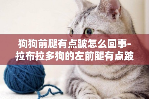 狗狗前腿有點跛怎么回事-拉布拉多狗的左前腿有點跛