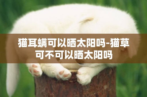 貓耳螨可以曬太陽嗎-貓草可不可以曬太陽嗎