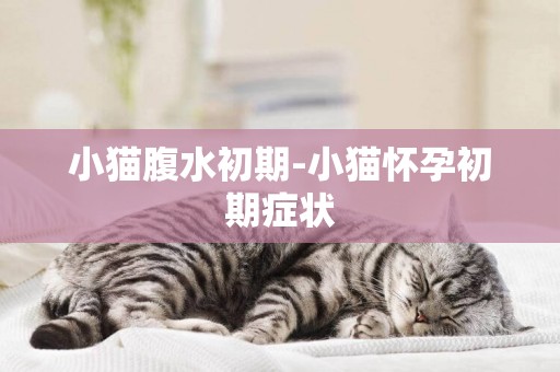 小貓腹水初期-小貓懷孕初期癥狀