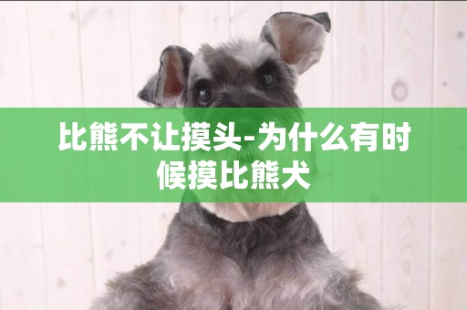 比熊不讓摸頭-為什么有時候摸比熊犬