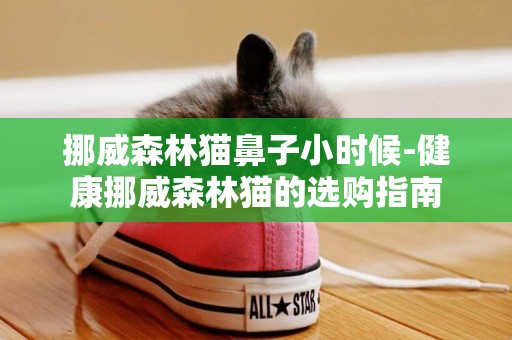 挪威森林貓鼻子小時候-健康挪威森林貓的選購指南