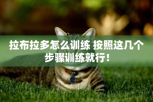 拉布拉多怎么訓練 按照這幾個步驟訓練就行！