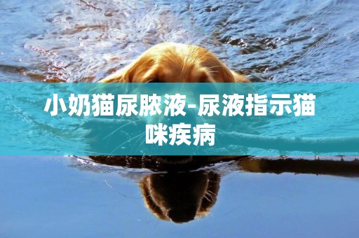 小奶貓尿膿液-尿液指示貓咪疾病
