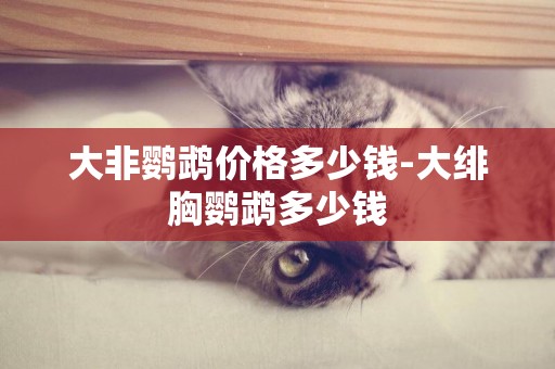 大非鸚鵡價格多少錢-大緋胸鸚鵡多少錢