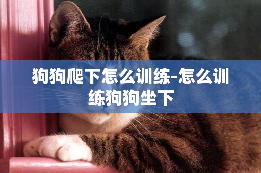 狗狗爬下怎么訓練-怎么訓練狗狗坐下