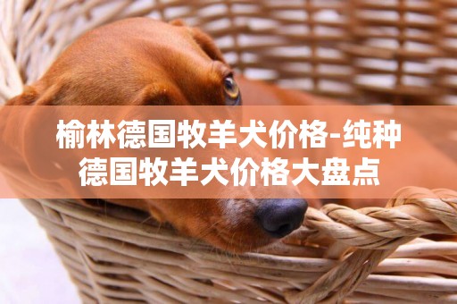 榆林德國牧羊犬價格-純種德國牧羊犬價格大盤點