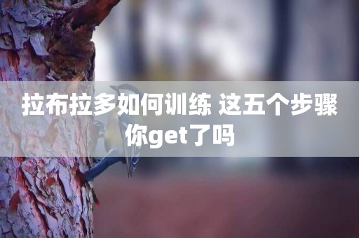拉布拉多如何訓練 這五個步驟你get了嗎