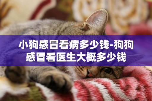小狗感冒看病多少錢-狗狗感冒看醫生大概多少錢