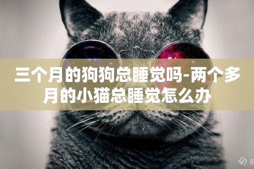 三個月的狗狗總睡覺嗎-兩個多月的小貓總睡覺怎么辦
