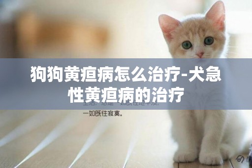 狗狗黃疸病怎么治療-犬急性黃疸病的治療